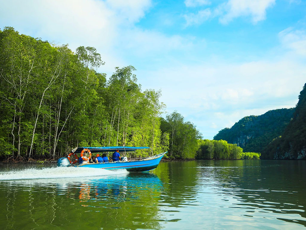 mangrove